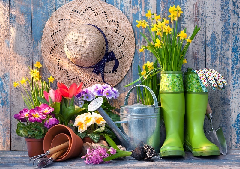 flowers flowers  / white flowers