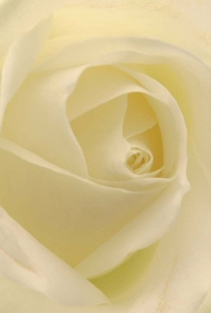From a close vantage, gazing upon this white rose is to step into a realm where tranquility and layered sophistication reign. The petals unfurl in creamy gradations, light flowing through each one as though the flower is softly illuminated from within, reminiscent of early sun filtering across Mortlake's quiet avenues. This classic arrangement exudes calm and grace; notes of white and gentle cream blend seamlessly, mirroring the subtle elegance of Mortlake village life. The spiral heart of the bloom suggests purity and resilience, casting a sense of enduring beauty akin to the stately architecture along the local High Street. As a bespoke offering, this rose is perfect for occasions of heartfelt significance-romantic gestures, sincere apologies, or as part of a refined wedding centrepiece designed by local artisans. Subtle nuances in shading and the artful balance of light and shadow reveal not only the bloom's natural perfection but also the expert hands that shaped it, creating a quietly fragrant symbol that is always fitting for any emotional moment in Mortlake.